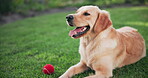 Relax, dog or pet with ball on grass panting for happy, healthy and care free in park for outdoor fun. Animal, puppy or golden retriever in nature calm for break, rest and comfortable in backyard