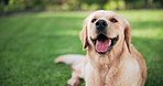 Happy, face and dog on grass to relax with health, wellness and outdoor pet in backyard in summer. Obedience, loyalty and Golden Retriever in garden with smile, tongue out and portrait of animal.