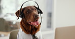 Office, business and dog on laptop at desk for call center, customer service and telemarketing agency. Pet, animal and brown Labrador on computer in professional workplace for humor, comedy and comic