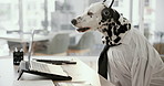 Office, business and dog with laptop at desk for call center, customer service and telemarketing agency. Pet, animal and Dalmatian with headset in professional workplace for humor, comedy and comic