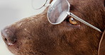 Glasses, dog and fashion with work costume and labrador with eyewear and funny dress up. Cute, comic and pet with goofy, playful and comedy outfit with animal and style with humor and eye care