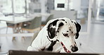 Dog, office and business costume with laptop and funny suit with job and tie with desk work. Dalmatian, online and humor of animal at a company with dressing up and comedy of cute pet employee