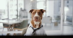 Office, laptop and business dog at desk with research, online networking and service animal in shirt. Consultant, agent or support pitbull at computer in professional career at pet friendly workplace