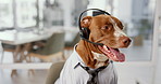 Office, business and dog with headset for customer service, call center and telemarketing. Pet friendly, animal and Pitbull in professional workplace for humor for crm support, consulting and contact