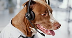 Office, business and dog with headset for customer support, call center and telemarketing. Pet friendly, animal and Pitbull in professional workplace for humor for crm service, consulting and contact