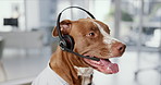 Office, business and tired dog with headset for customer service, call center and telemarketing. Pet friendly, animal and professional Pitbull for humor for crm support, consulting and contact