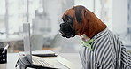 Office, laptop and business dog checking email with research, online networking and corporate animal at desk. Consultant, agent or Boxer at computer with professional career in pet friendly workplace