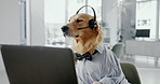 Office, laptop and professional dog with headset, support and online networking for animal at desk. Consultant, agent or Golden Retriever at call center with business career in pet friendly workplace