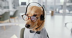 Office, glasses and professional dog with headset, support or online networking for animal at desk. Consultant, agent or Golden Retriever at call center with business career in pet friendly workplace