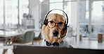 Office, glasses and business dog with headset, support or online networking for animal at desk. Consultant, agent or Golden Retriever at call center with professional career in pet friendly workplace