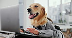 Office, business and dog at desk on laptop for working, career and job for corporate agency. Pet friendly, animal and professional Golden Retriever on computer for research, website and internet