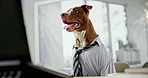 Office, professional and dog on laptop for working, career and job for corporate agency. Pet friendly business, animal and Pitbull on computer at desk for online research, website and internet
