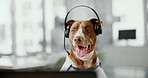 Dog, call center and job with laptop, headset and virtual consulting with communication for telemarketing in office. Animal, pet or crm agent with computer for tech support, customer service and voip