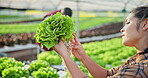 Farming, woman and growth of lettuce in greenhouse for harvest, inspection or sustainable development. Professional farmer, crops or vegetables with quality assurance or food production for nutrition