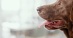 Dog, face and thinking in house with labrador, pet and animal with mockup space and tired. Relax, curious and pant of a retriever rescue in a new home in the morning with tongue out and cute