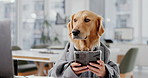 Office, business and dog with smartphone in laptop or documents for communication and networking. Comic, mimic and animal or pet on suit in desk at workplace for humor, fun and browse internet