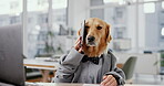 Phone call, cellphone and dog in office with hands, business and pet insurance agent. Technology, smartphone and Golden Retriever or corporate employee, humor and workplace for customer support
