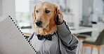 Phone call, cellphone and dog in office with hands, contract and pet insurance agent. Technology, smartphone and Golden Retriever or corporate employee, humor and workplace for customer support