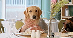 Restaurant, hungry and dogs with food for dinner, lunch and national pet month for celebration. Eating, animal couple and private chef for hospitality, serving and pet service with fine dining