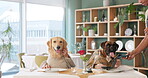 Dogs, face and payment in restaurant with bank card for dinner, lunch or national pet month. Celebration, animal couple or waiter for hospitality, fine dining or pet service with terminal machine