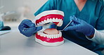 Hands, teeth model and tools with mirror, work and consultation for dental service in clinic. Dentist, orthodontics and prop for oral hygiene, questions or cavity solution with mouth mold for health