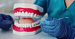 Hands, teeth model and tools with cleaning, health and consultation for dental service in clinic. Dentist, orthodontics and prop for oral hygiene, demonstration or cavity solution with mouth mold