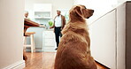 Dog, animal and golden retriever in kitchen of house for friend support, security and safety loyalty. Senior, couple and pet therapy for social interaction, commitment and wellness assistance