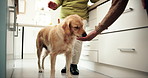 Hand, treats and dog in kitchen in home for training, trust or dental health with animal care. Cute, bonding and pet owner feeding snacks to golden retriever puppy for good behavior reward at house.