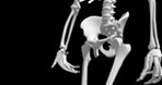 Pelvis, 3d and skeleton walking for medical information, research or biology with design of human body. Structure closeup, motion and science of anatomy on black background for diagnosis or bones