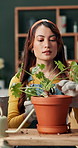 Woman, flower and pruning for growth, home gardening and maintenance with horticulture or feng shui. Female person, ecology and botany in house for balance, harmony and decor in sustainable design