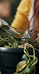 Unhealthy, person and plant in home for gardening, checking or root inspection for care. Woman, botanist and houseplants in living room for growth, hobby or quality assurance with gloves in apartment
