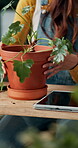 Home, woman and hands with plant on table for eco friendly development, care and nurture in growth. Philodendron, leaves and person with tablet in house for horticulture, hobby and research on botany