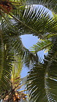 Summer, landscape and palm trees in low angle, tropical island and Hawaii for texture in nature, harmony and zen. Holiday, trip and travel for vacation as wallpaper, background or below for adventure