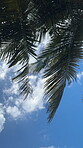 Spring, landscape and palm trees in low angle, tropical island and Hawaii for texture in nature, harmony and zen. Holiday, trip and travel for vacation as wallpaper, background or below for adventure