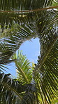 Summer, wallpaper and palm trees in low angle, tropical island and Hawaii for texture in nature, harmony and zen. Holiday, trip and travel for vacation as landscape, background or below for adventure