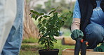 Plant, nature and volunteers in garden for community service for sustainability, growth or landscape. Outdoor, charity and ngo workers with tree for ecology, eco friendly and agro project in park.