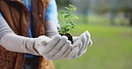 Hands, soil and person with plant in nature for eco friendly, gardening or botany growth. Sustainable, fertilizer and volunteer with green leaf sprout for charity pr ngo project in outdoor park.