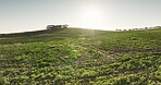 Grass, meadow and landscape for environment outdoor with sustainable morning, green field and ecology of pasture. Lawn, drone view and calm agriculture for plants, nature and sunshine of clean energy