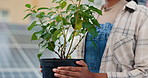 Woman, hands and farmer with plant or solar panel for renewable energy, natural sustainability or growth in city. Closeup, female person or florist with green leaves, bucket or pot for agriculture