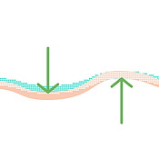 Graphic, layer and epidermis structure with arrow for hydration process ...