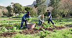 People, group and farming with harvest, spinach and crops for production, growth and container for produce. Farmer, partnership and outdoor in countryside, collaboration and vegetables in Colombia