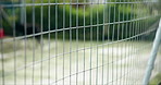 Animal shelter, rescue center and welfare with fence of cage for housing homeless dogs and pets. Activism, charity and community with enclosure outdoor at kennel, pound or sanctuary for protection