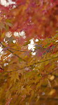 Autumn, nature and trees in Japan for conservation, growth or sustainability closeup from below. Environment, leaves and plants outdoor in Asia for adventure, tourism or travel to explore location