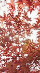 Autumn, flare and trees in Japan for conservation, growth or sustainability closeup from below. Leaves, nature and plants outdoor in Asia for adventure, tourism or travel to explore location