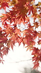 Autumn, sky and trees in Japan for conservation, growth or sustainability closeup from below. Environment, leaves and nature outdoor in Asia for adventure, tourism or travel to explore location