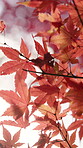 Autumn, leaves and nature in Japan for conservation, growth or sustainability closeup from below. Environment, plants and trees outdoor in Asia for adventure, tourism or travel to explore location