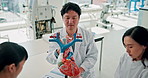 Doctor, students and teaching cardiology with heart, model or advice for learning with info in healthcare career. Japanese people, point and education for group, above or listening at medical college