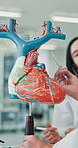 Doctor, student and pointing at heart model for teaching, learning and people at healthcare university. Cardiology, anatomy and Japanese medical professor in class for education, notes and studying