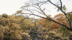 Nature, trees and sky in forest for landscape with peaceful, autumn and sustainable environment. Field, outdoor and leaves on branches for scenic view of eco friendly Japanese park, garden or woods.