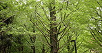 Outdoor, park and trees in bush for nature lover or eco friendly, environmental and carbon footprint in Japan. Forest, woods and natural reserve for tourism to relax, break or rest for sustainability